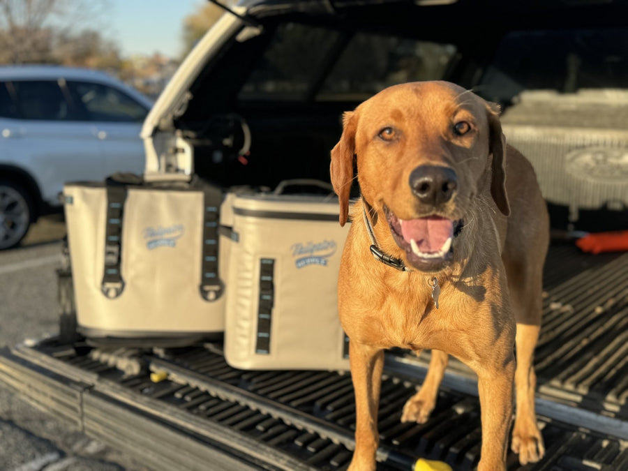 Rooster the dog with the Sidekick and Trekker coolers in a truck bed